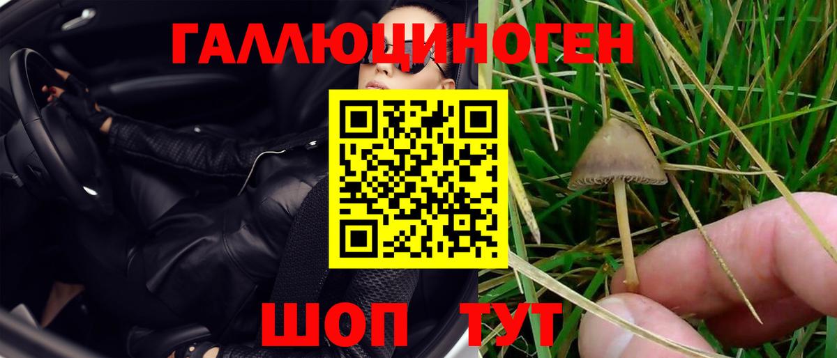 Галлюциногенные грибы Psilocybine cubensis Гай